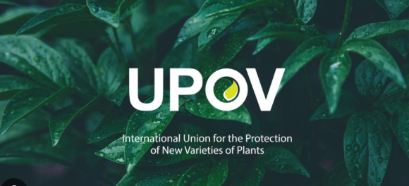 Argentina moves toward UPOV 91: A key step to strengthen plant innovation
